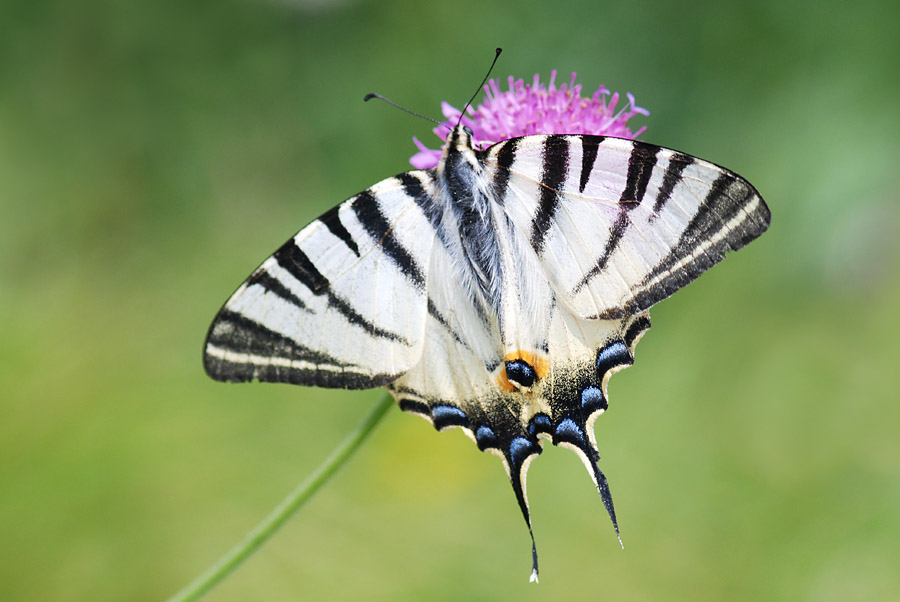 Una giornata da incorniciare - Iphiclides podalirius